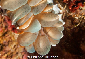 Bubble shrimp with these eggs by Philippe Brunner 